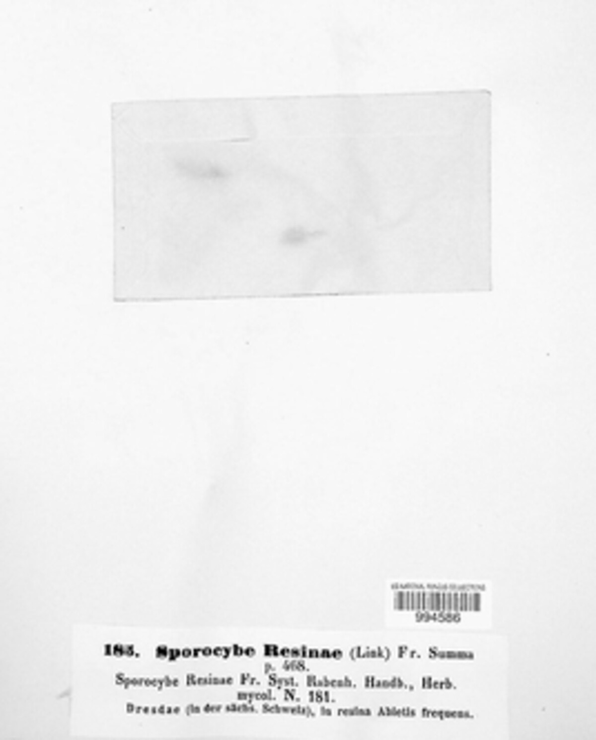 Sporocybe resinae image